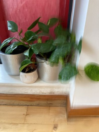 plants