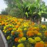(M) African Marigold Taishan H seeds (10s) (415786) Image 2