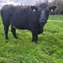 Organic heifers Image 8