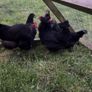 bantams Image 5