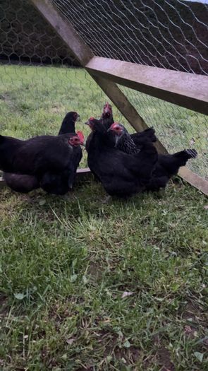 bantams