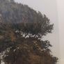 Lakeside trees / John MC Nulty Image 3