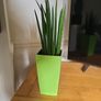 Sansevieria Cylindrica planter Image 2