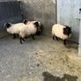 Livestock Image 3