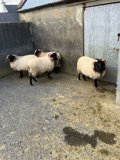 Livestock