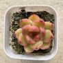 Succulents Image 5