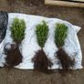 Box Hedging Image 7