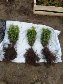 Box Hedging
