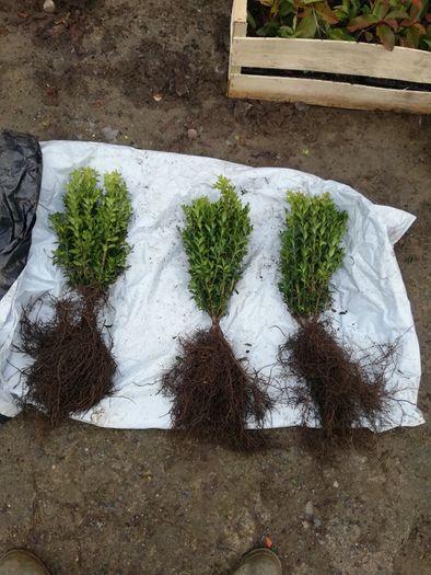 Box Hedging