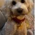 Yvonne Hall
