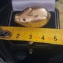 Brass pig Image 5