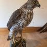 Large taxidermy sparrowhawk Image 5