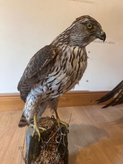 Large taxidermy sparrowhawk