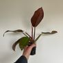 Philodendron Prince of Orange Image 2