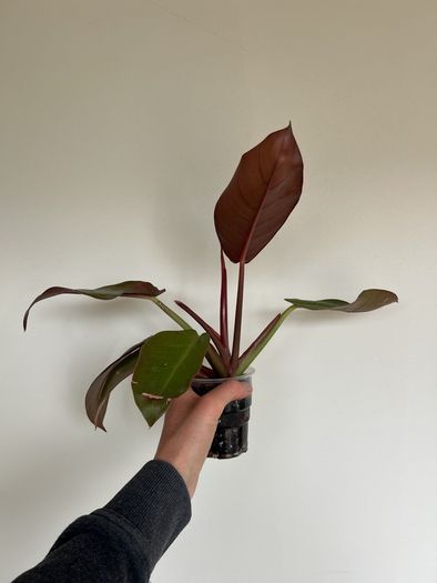 Philodendron Prince of Orange