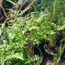 Jasmine climbing plant deciduous Image 2
