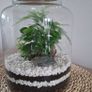 Home plant Image 2
