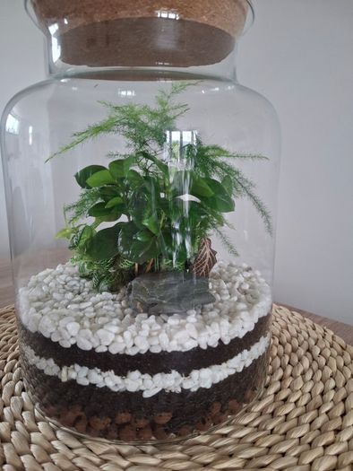 Home plant