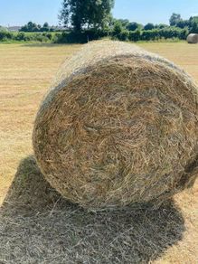 Hay