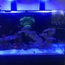 fishtank aqua one reefsys 255 Image 3