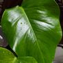 No.4 Monstera Green On Green Leaf Cutting Image 4