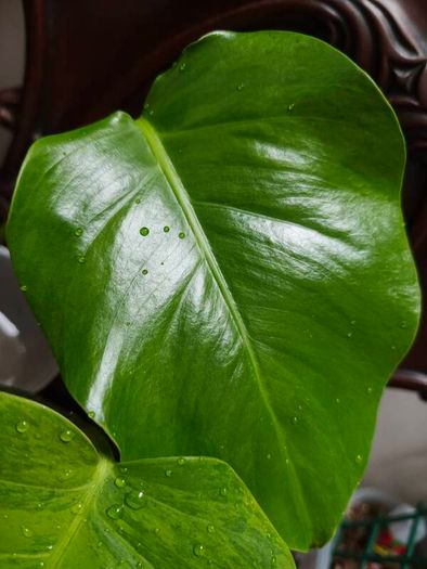 No.4 Monstera Green On Green Leaf Cutting