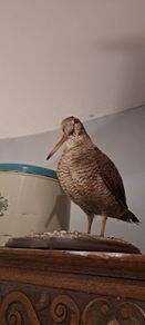 Taxidermy Woodcock Perfect Vintage
