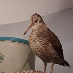 Taxidermy Woodcock Perfect Vintage