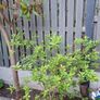 Free Trees / Shrubs Image 8
