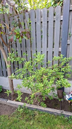 Free Trees / Shrubs