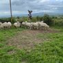 Charollais Suffolk texel and Dutch spotted rams Image 4