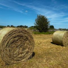 Hay