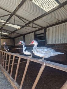 ducks