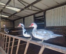ducks