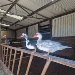 ducks