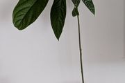 Avocado plant