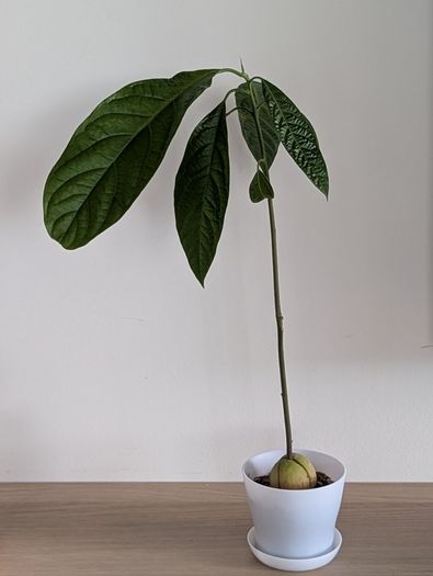 Avocado plant