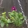 summer haging baskets Image 4