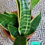 House plant bundle + variegated Monstera Image 7