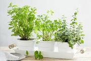 The White Company Herb Pot Trio and Tray