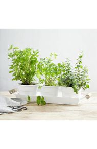 The White Company Herb Pot Trio and Tray