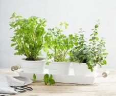 The White Company Herb Pot Trio and Tray