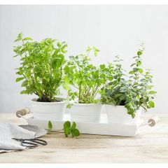 The White Company Herb Pot Trio and Tray