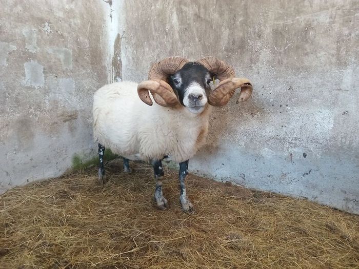 Lanark Ram