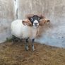 Lanark Ram Image 2