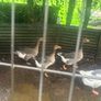 3 geese and a gander for sale Image 3