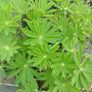 plants Image 4