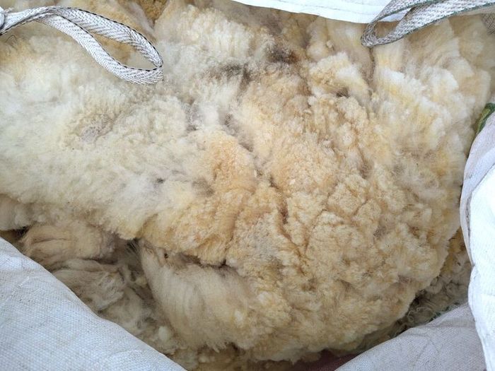 Galway Wool