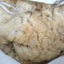 Galway Wool Image 3
