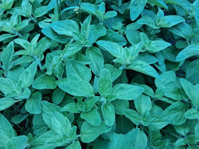 Oregano plant